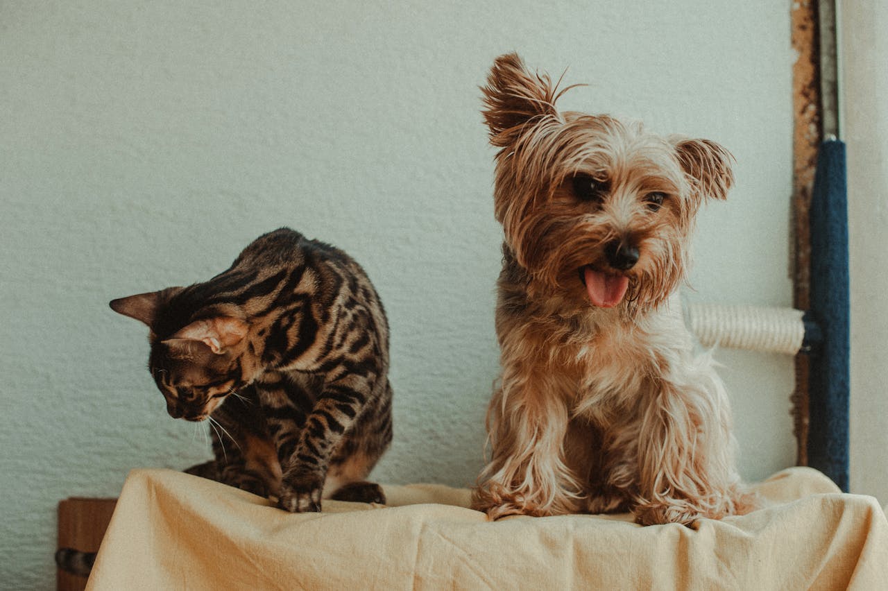 Cachorro e Gato para Doenças Cardíacas e Prevenção